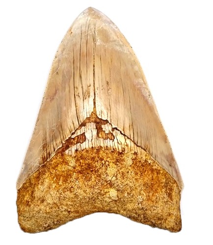 Otodus megalodon carcharodon - megalodon, (carcharodon