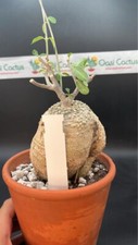 FOKEA  EDULIS Pot 18, Caudex 12 Cm. Rare Cactus. Big