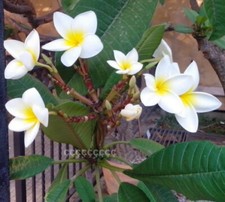 1 talea"di Plumeria Rubra varietà Palermitana giallo-Cutting" lunga dai 30/50 cm