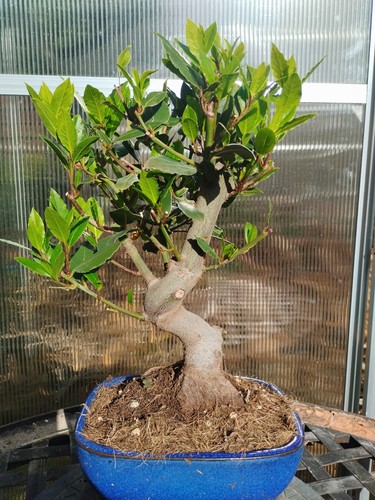 Bonsai laurus nobilis - di,