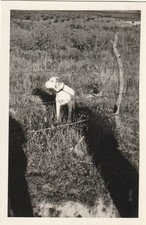 B1 -  Foto Photo Fotografia Anni 50 - Cane da Caccia Segugio