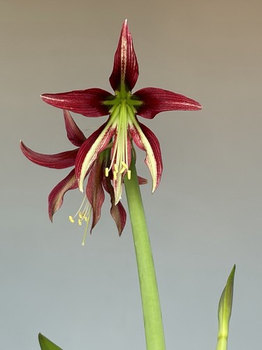 Hippeastrum ess exotic - hippeastrum, x