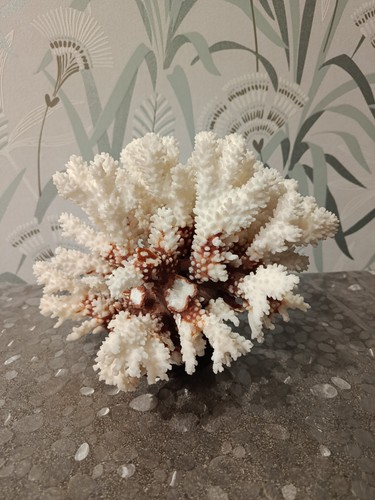 Corallo bianco cespuglio su - corallo, a