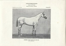Stampa antica fotografica CAVALLO AHMED ANGLO ARABO 1911 Antique print horse
