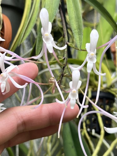 Neofinetia falcata profumo