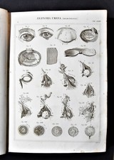 Stampa antica nomenclatura - Medicina Anatomia Umana Fisiologia - Splancnologia