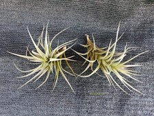 Tillandsia bergeri Pianta dell'aria ANTINQUINAMENTO AIR PLANT  NO Clumps