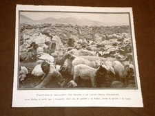 Spedizione in Tibet di Sven Anders Hedin di Stoccolma nel 1909 Pecore e capre