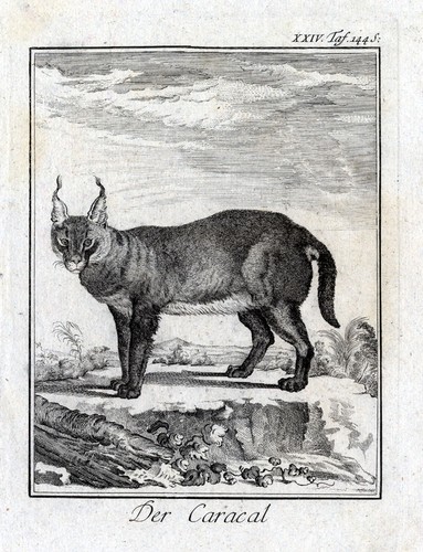 Stampa antica der caracal - stampa, caracal-una