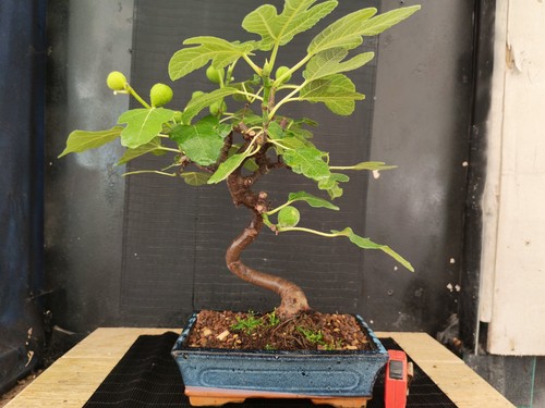 Bonsai fico 48 - fico, h