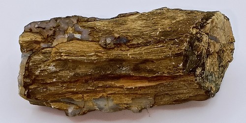 Primitive petrified wood - primitive,