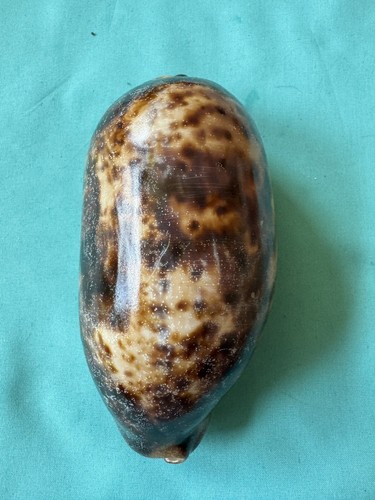 Grande cypraea testudinaria - grande,