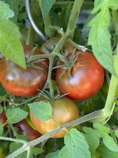 Pomodoro nero black prince - black,