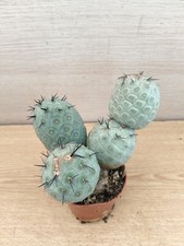 9486  TEPHROCACTUS Geometricus