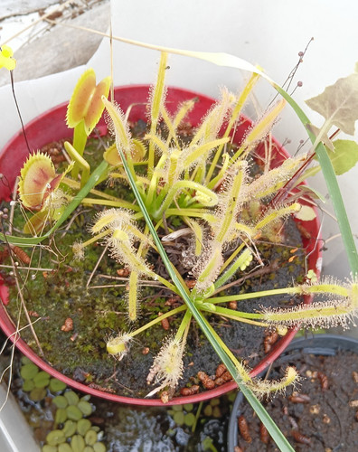 Pianta carnivora drosera - carnivora,