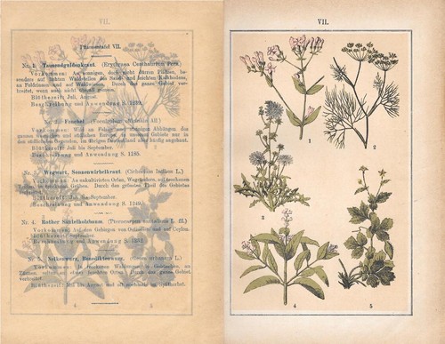 Pflanzentafei vii piante - vii.,