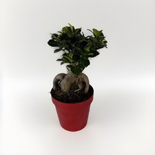 Bonsai Ginseng Ficus Microcarpa in vaso colorato ⌀14