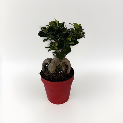 Bonsai ginseng ficus - bonsai,