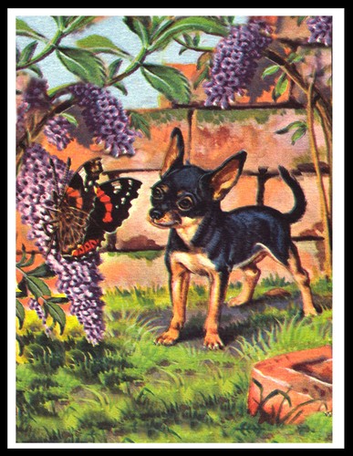 Poster stampa arte chihuahua - stampa,