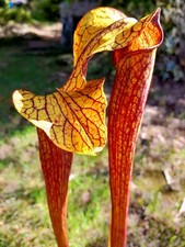 Sarracenia 'Golden Red