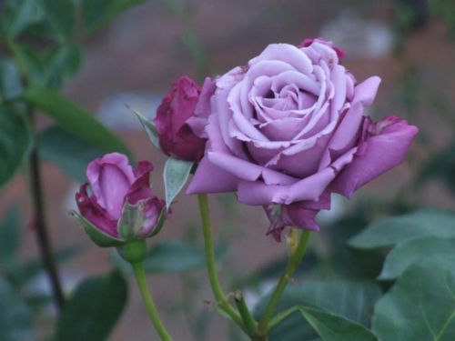 Semi rosa - semi,