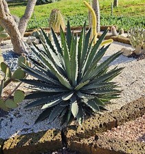 AGAVE XYLONACANTHA - pianta