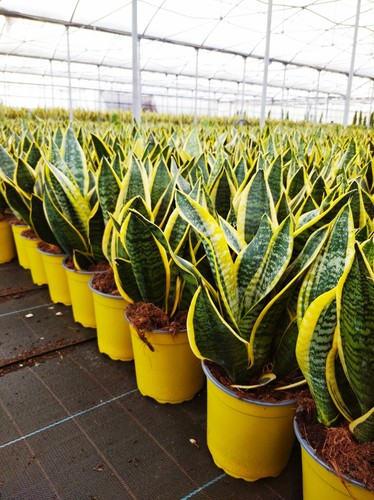 Sansevieria succulente - -,