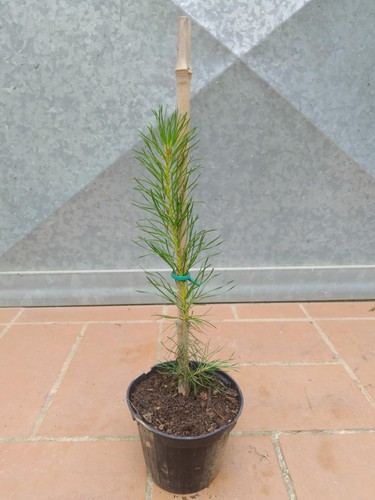 Pianta pinus sylvestris - sylvestris, pino