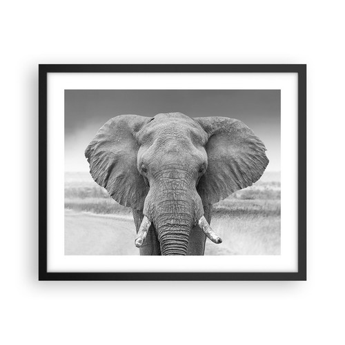 Poster 50x40cm elefante africa - 50x40cm,