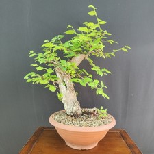 Pre bonsai olmo campestre - bonsai, di