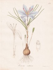 Crocus sativus zafferano
