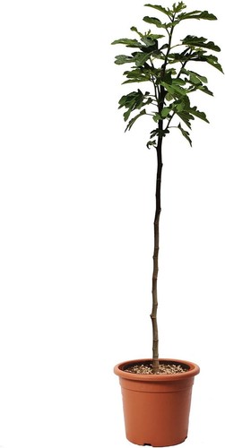 Pianta fico ficus carica - pianta,