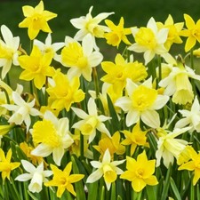 Bulbi Fiori Perenni da Esterno