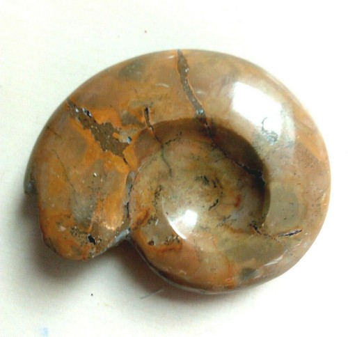 Goniatite 494 long 11 - g,