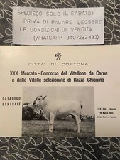 CORTONA MERCATO-CONCORSO DEL VITELLONE VITELLE DI RAZZA CHIANINA - 1983