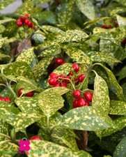 Pianta di AUCUBA JAPONICA