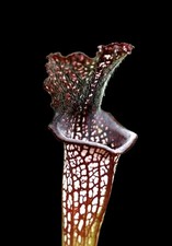 Sarracenia x BLACK SHEER -