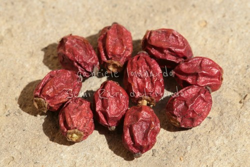 Agrifoglio ilex aquifolium - ilex,