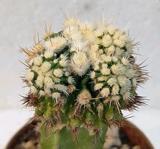 Ferofossulocactus Ferocactus macrodiscus x Echinofossulocactus sulphureus