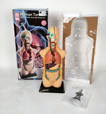 Gioco "Human Torso" modello Corpo Umano organi interni EDU TOYS 50cm-499
