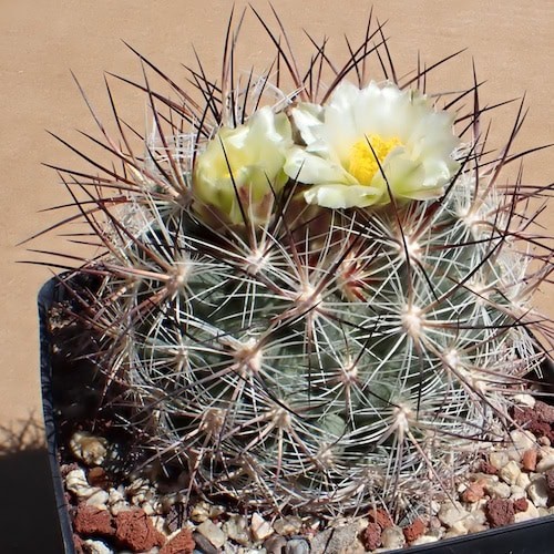 Pediocactus simpsonii - , v