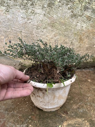 Bonsai timo macchia - bonsai,