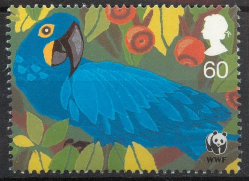 Hyacinth macaw anodorhynchus - hyacinth,
