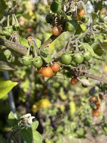 Otricoli orange berry solanum - orange,