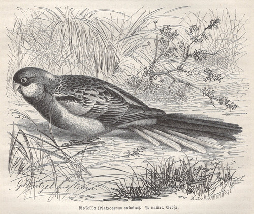 Pappagallo orientale rosella - pappagallo,