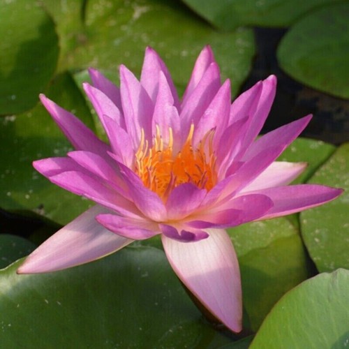 Semi ninfea siam - ninfea, "siam