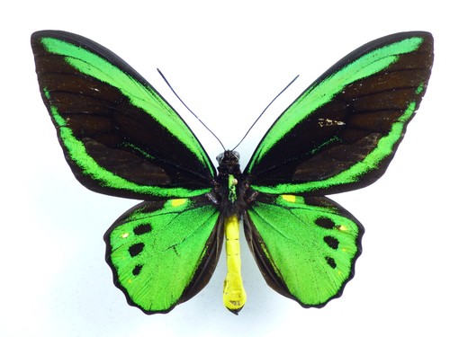 Ornithoptera priamus ssp