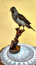 Trofeo caccia esemplare - di,