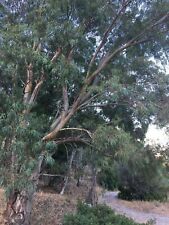 Semi di Eucalipto (+ di 500 semi ) + Guida Gratuita alla Semina