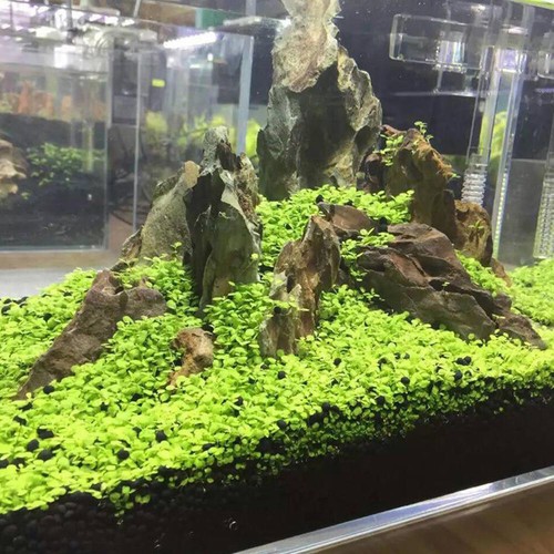 Semi per piante - , acquario
